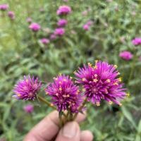 ราคา ต้นไฟเออร์เวิร์ค (gomphrena fireworks) ดอกสวยสีชมพู ดอกไฟเออร์เวิร์ค กระถาง 8 นิ้ว(ส่งติดดอก) บานไม่รู้โรยญี่ปุ่น (40711151167)