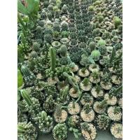 ราคา เซตละ12ต้น 100บาทเท่านั้น‼️ ปราสาทนางฟ้า ยิมโนเชื้อด่าง แคคตัส แคคตัสถูกๆ ยิมด่าง หูกระต่ายขาว หูกระต่ายเหลือง แอสโตร (19715825331)