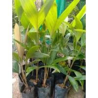 ราคา ต้นสละอินโดสายน้ำผึ้ง พร้อมปลูก (43356999228)