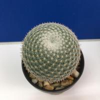 ราคา Mammillaria perbella #แมมนกฮูก #แคคตัส (3839989480)