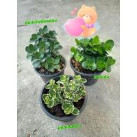 ราคา ต้นมหาเฮง /มหาเฮงด่าง #ต้นไม้มงคล (6235150369)