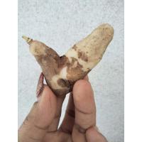 ราคา ดองดึงพันธ์พื้นเมือง (หัวเล็กตามสายพันธ์)ขั้นต่ำ2หัว หัวดาวดึงส์ หัวดองดึง ไม้เลื้อย ไม้ซุ้ม ดองดีง (22175125290)