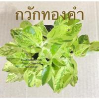 ราคา ต้นกวักทองคำ ส่งพร้อมกระถางขนาด3นิ้ว ต้นไม้มงคล (21736973530)