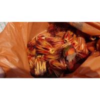 ราคา ต้นงิ้วแดง ดอกงิ้วใช้ทำน้ำเงี้ยว อาหารอร่อยของคนเหนือ พร้อมปลูกในถุงดำ 49 บาท (24964575977)