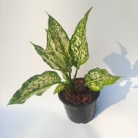 ราคา ต้นเพชรน้ำหนึ่ง ส่งพร้อมกระถาง (10567080397)