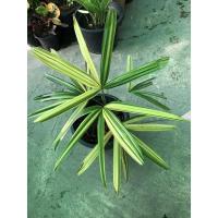 ราคา ต้นจั๋งด่างญี่ปุ่น. กระถาง10นิ้ว. ต้นไม้ด่าง (11022769645)