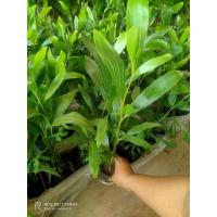 ราคา ต้นกระถินเทพา ไม้เศรษฐกิจ (15390443683)