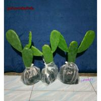 ราคา ต้นกระบองเพชรหูกระต่าย ต้นละ 60 บาท (โปร!! 3 ต้น 150 บาท โดนๆ) #โอพันเทีย #หูกระต่ายยักษ์ #หูมิกกี้เมาส์ (5062390899)