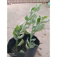ราคา ต้นพันธุ์กวักเงินกวักทองต้นไม้มงคลเสริมทรัพย์เสริมโชคลาภ (27740157041)