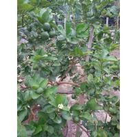 ราคา กิ่งมะนาวแป้นรำไพ สวนแป้นไร่เงิน กิ่งพันธุ์แป้นรำไพ(ุตุ้มตอน) (13361762719)