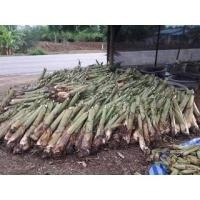 ราคา ขายหน่อกล้วยน้ำว้าจากสวนราชินี้ ที่คนทั้งประเทศสั่งไปปลูกมากที่สุด จัดชุด 4 หน่อครับ ส่งต่อกล้วยพันธ์ดี (7364529250)