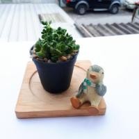 ราคา Crassula คลาสซูล่า เดวิด (2408774804)