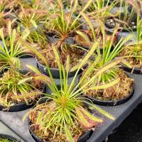 ราคา หยาดน้ำค้าง capensis red และ capensis ธรรมดา‼️คุ้มๆๆ‼️ พืชกินแมลง #พืชกินแมลง (27472897065)