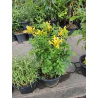 ราคา ต้นพวงแสดต้น ดอกเหลือง สูง 50 ซ.ม. ในกระถาง10นิ้ว (15865523942)