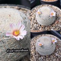 ราคา แมมมิลาเรีย เลนต้า (Mammillaria lenta)ไม้เมล็ด (5944922854)