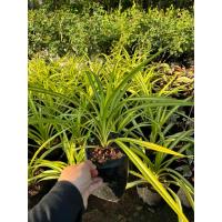 ราคา ต้นใบเตยด่าง ต้นเตยด่าง พร้อมส่ง เสียหายเคลมได้ค่ะ (24969772331)