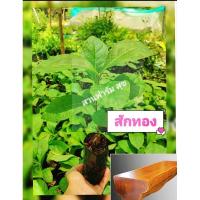 ราคา ต้นสักทอง ไม้เศรษฐกิจมงคล โตไว เนื้อไม้สวย ต้นกล้าเเข็งเเรงพร้อมปลูก ***สินค้าเสียหายยินดีเคลมฟรี (22585219291)