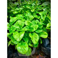 ราคา วอเตอร์เครสฮาวาย Watercress Hawaii ผักเป็ด ผักน้ำ ผักสวนครัว ผักปลอดสารพิษ (26467147234)