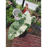 ราคา ต้นบอนกระดาดด่างขาว (พร้อมส่ง) (44421523459)