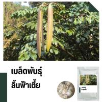 ราคา เมล็ดพันธุ์ลิ้นฟ้าเตี้ย(เพกา) บรรจุ 200 เมล็ด (22513758882)