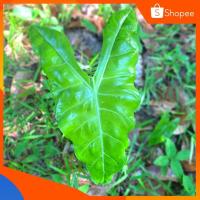 ราคา ว่านพญางูจงอาง(ส่งเป็นหัวราก) (15837859626)