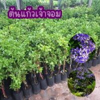 ราคา ต้นแก้วเจ้าจอม ไม้มงคล มีกลิ่นหอม ให้ร่มเงา นิยมใช้แต่งสวน กลิ่นหอมของดอกแก้วเจ้าจอมจะมีกลิ่นหอมอ่อนๆ เบาบาง (26405839417)