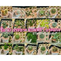 ราคา แคคตัส กระบองเพชรราคาถูก ฮาโวเทีย ไม้อวบน้ำยูโฟเบียไดโนเสาร์ เสริมความเฮงความปัง เลี้ยงง่ายโตไว (12209284633)