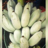 ราคา 1 หน่อกล้วย สายพันธุ์ น้ำว้ามะลิอ่อง ต้นกล้วย (8769502347)