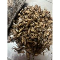 ราคา สะดิ้งไข่ แช่แข็ง 1กิโลกรัม ถึงภายใน1วัน(เฉพาะใน กทม.) (42668703363)