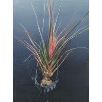 ราคา Tillandsia hyb.#Tillandsia #ทิลแลนเซีย #ไม้รากอากาศ (40107402738)