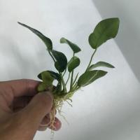 ราคา อนูเบียสเเบบเป็นช่อ เปลือยราก นำไปพันขอนไม้ หรือหิน เอง &อนูเบียสพันขอนไม้สวยๆ (7717030846)