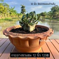 ราคา กระถางต้นไม้ดินเผา กระถางชวนชม กระถาง 12 นิ้ว (วัดจากขอบด้านใน) (41315495192)