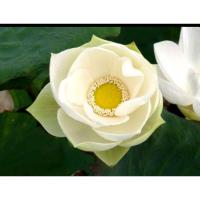 ราคา เมล็ดพันธุ์บัวหลวงขาวซ้อน (บัวฉัตรขาว) (23546259299)