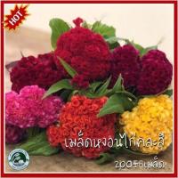 ราคา อินทรีย์็ด ใหม่็ด 200 ใหม่็ด หงอนไก่ใหม่สี - Mixed Cockscomb หงอนไก่ ใหม่็ดหงอนไก่ ใหม่หงอนไก่ ใหม่ บาท (22337372615)