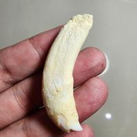 ราคา พระสวย ตรงรูป เขี้ยวสภาพเดิม ไม่ได้แกะ ของเก่าเก็บมาแบบนี้ (22535634504)