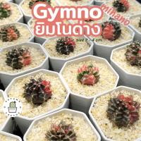ราคา ยิมโนด่าง มิฮาโนด่าง Gymno ยิมโนด่างไม้เมล็ด ขนาด 2-4cm (15719862800)
