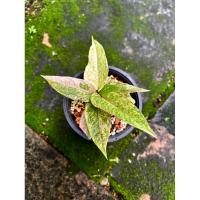 ราคา ต้นโชคเก้าชั้น Anthurium Siam Hybid (23384232201)