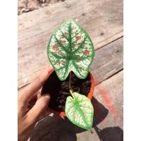 ราคา บอนสี ไทยนิยม ราชินีแห่งไม้ใบ ในกระถาง4” (3551540500)