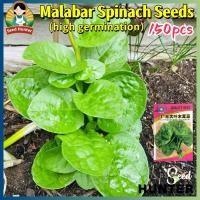 ราคา เมล็ดพันธุ์ ผักปลัง ผักโขมหูกวาง 150เมล็ด Giant Malabar Spinach Seeds Ceylon Spinach Vegetable Seeds ปลูกง่าย เมล็ดผัก (27733647888)