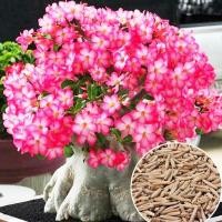 ราคา ชวนชมถูกที่สุด9บาทเมล็ดพันธุ์ชวนชม 1 เมล็ดปลูกง่ายรากใหญ่ดอกดกสวย (13835511803)