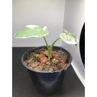 ราคา ต้นถุงเงินถุงทอง ต้นเล็ก ตามรูป (12103536184)