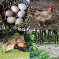 ราคา ไข่เชื้อไก่ป่า ไข่ไก่เจ สำหรับนำไปฟัก ไข่มีเชื้อ เลี้ยงธรรมชาติ เก็บวันต่อวัน ขั้นต่ำ 3 ฟอง (27607634350)