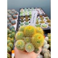 ราคา Parodia leninghausii กระบองทองฟอร์มกอ ✨ (5071736929)