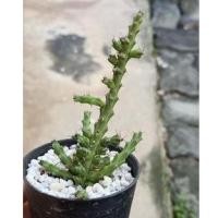 ราคา ยูโฟเบีย Euphorbia dichroa (2991836239)