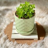 ราคา ต้นสร้อยเงินสร้อยทอง ไม้มงคล (7241880396)