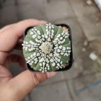 ราคา แอสโตร แอสทีเรียส ลายสวย (15011075072)