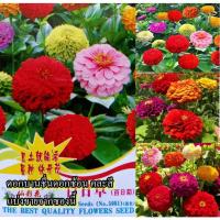 ราคา 50+ เมล็ด เมล็ดดอกบานชื่นดอกซ้อน คละสี (ปลูกง่ายดอกซ้อนกันสวยคละสี มีสีแดง สีส้ม สีเขียว สีชมพู สีม่วง สีขาวและสีเหลือง) (25900206028)