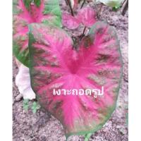 ราคา เงาะถอดรูปบอนสี​ บอนสี เงาะถอดรูป บอนสีเงาะถอดรูป ส่งทั้งกระถาง กระถาง 4 นิ้ว (12836203389)