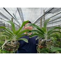 ราคา ขายกล้วยไม้สกุลช้างเป็นชุด2กระถางอายุต้น6ปีสีชมพูบานเย็นกับการ์ตูนแดง (23653069695)