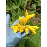 ราคา พุทธรักษาแคระดอกสีเหลือง20 ต้น คละไซส์ สำหรับท่านที่ต้องการนำไปขยายพันธุ์หรือทำจำนวนต่อ (29055905318)